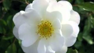 Poster palkon pe aao